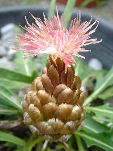 Rhaponticum coniferum photo